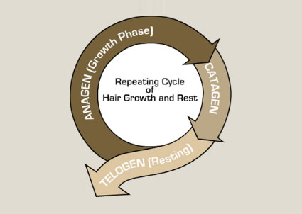 Der Ablauf des Haarwuchs-Zyklus